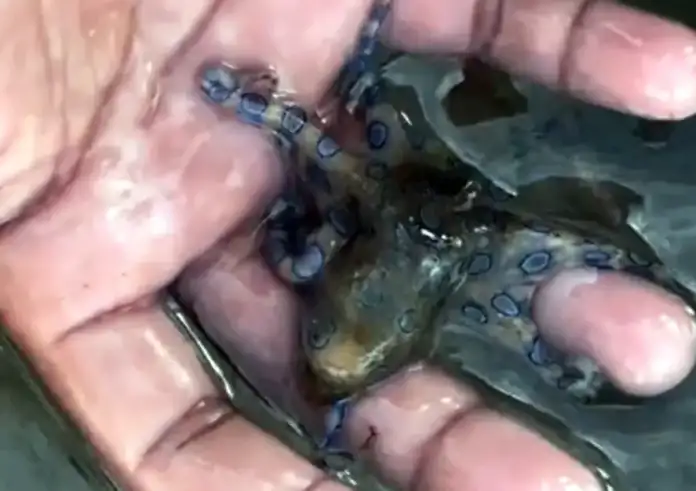 Τουρίστας στις Φιλιππίνες γλίτωσε από θαύμα: Κρατούσε στα χέρια του ένα από τα πιο δηλητηριώδη θαλάσσια πλάσματα