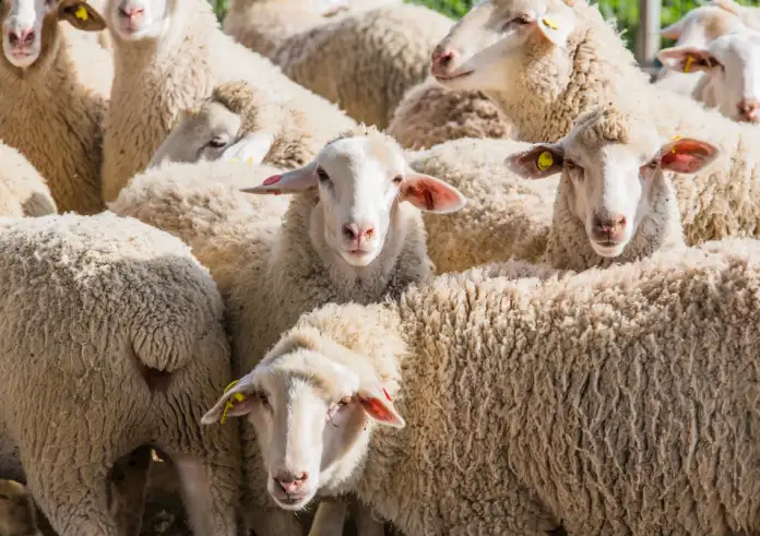 ΣΟΚ στην Πιερία: Αυτοκτόνησε 55χρονος κτηνοτρόφος μόλις του θανάτωσαν το κοπάδι λόγω ευλογιάς – «Τα είχε σαν παιδιά του»