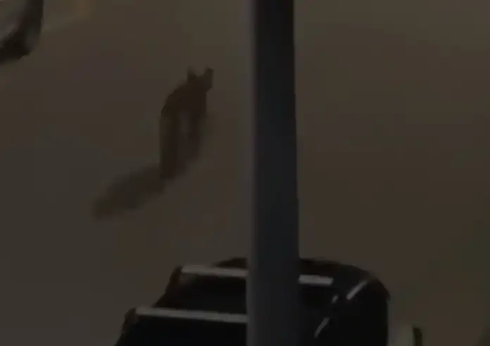 Συναγερμός στο Χαϊδάρι: Λύκος έκανε την εμφάνισή του στο Δαφνί – Δείτε το βίντεο. Τι να προσέχετε