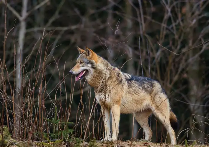 Επίθεση λύκου στην Πάρνηθα: Ξέφυγα με σκισμένα ρούχα