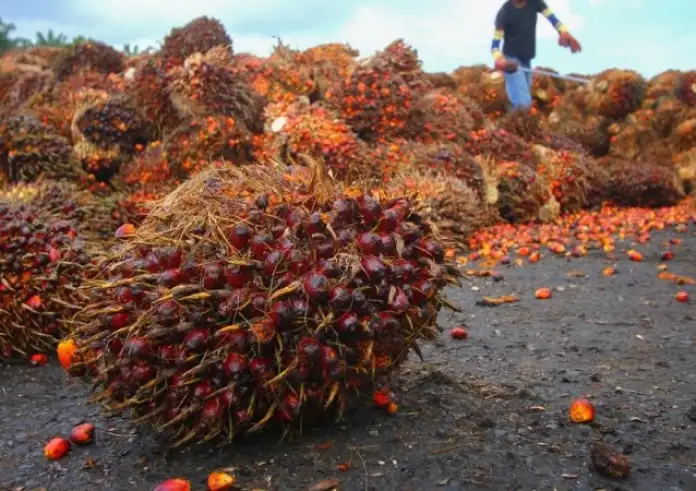 Φοινικέλαιο: Ο «αόρατος» κίνδυνος σε τρόφιμα και καλλυντικά