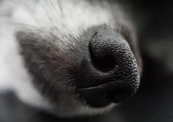 Τσουχτερή βόλτα στη Θεσσαλονίκη: 11 πρόστιμα των 300€ για σκύλους χωρίς λουρί – Ποιοι έφαγαν 1.000άρα