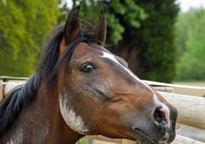 Κέρκυρα: Συνελήφθη ο ιδιοκτήτης του αλόγου που πέθανε στον δρόμο - Εισαγγελική παρέμβαση