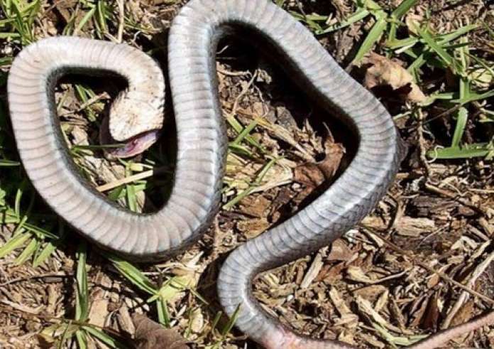 Ανατριχιαστικό βίντεο: Χειρουργός παλεύει να αφαιρέσει ζωντανό φίδι από το αυτί μιας γυναίκας