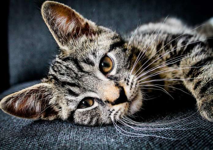 Παγκόσμια Ημέρα Γάτας: 11 λόγοι για να ανοίξετε την αγκαλιά σας στο αξιολάτρευτο χνουδωτό πλάσμα