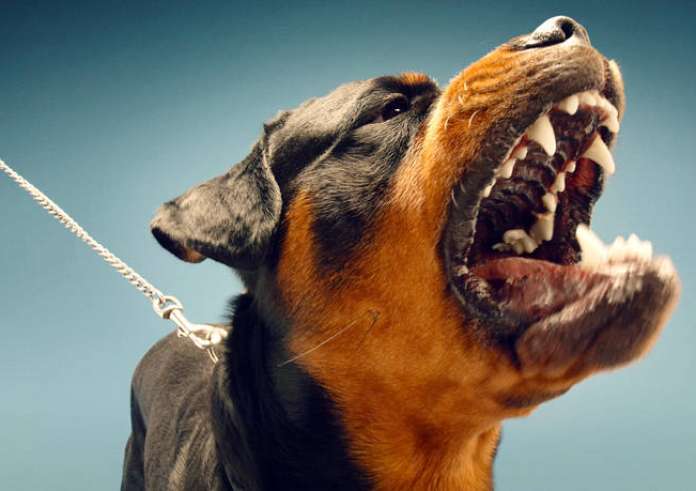 Θεσσαλονίκη: Αγέλη αδέσποτων σκύλων επιτέθηκε σε 14χρονη – «Το παιδί φοβήθηκε και άρχισε να τρέχει»