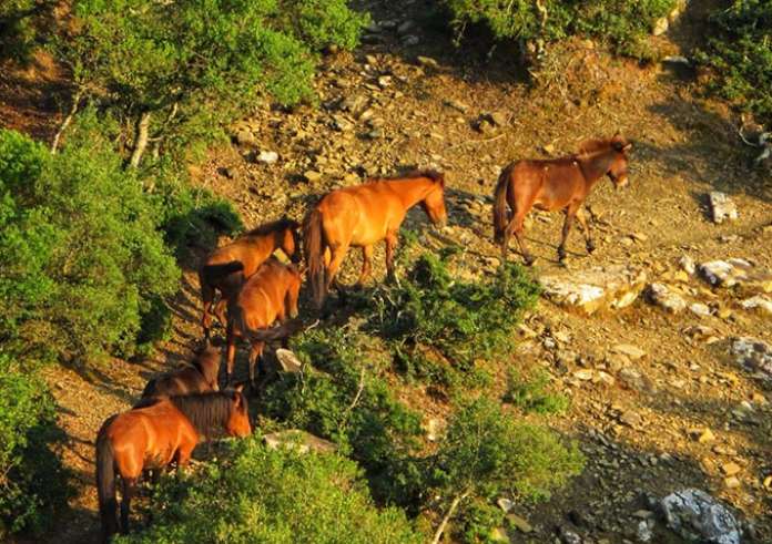 Καρδίτσα: Πάνω από 60 άλογα εξαφανίστηκαν – Μυστήριο στο Πετρίλο