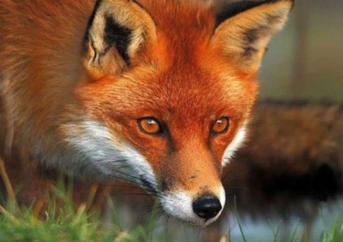 Ιωάννινα: Αλεπουδάκι έγινε κατοικίδιο με το έτσι θέλω