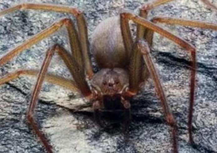 Ηλεία: Πέθανε ο 48χρονος που τσιμπήθηκε από αράχνη