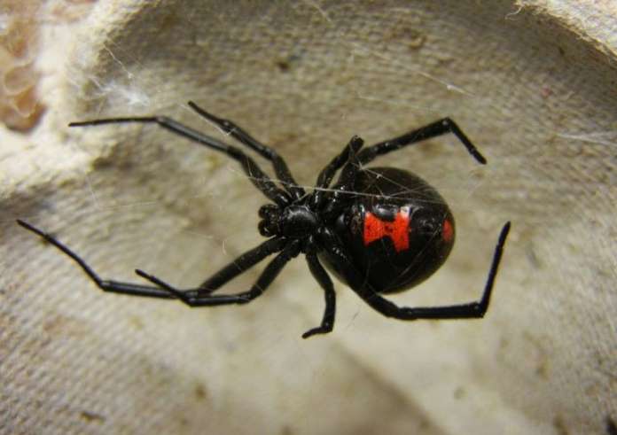 Τρίκαλα: Στο νοσοκομείο άνδρας που τσιμπήθηκε από αράχνη «μαύρη χήρα»