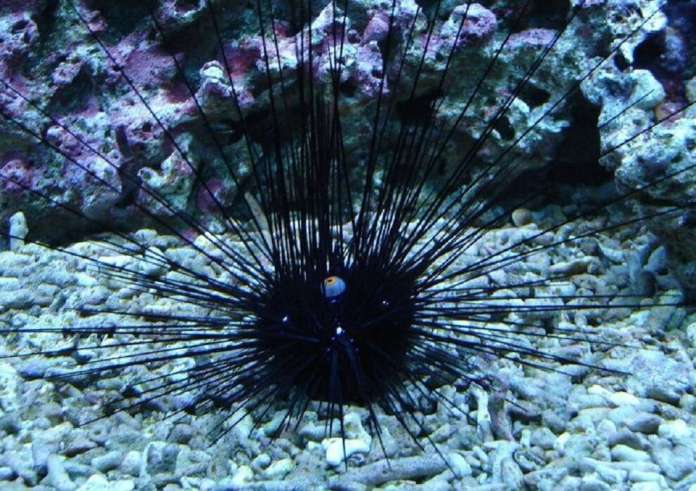 Αττική: Βρέθηκε σε παραλία ο δηλητηριώδης αχινός Diadema Setosum