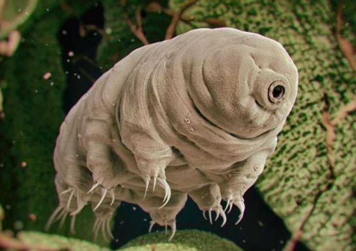 Δεν είναι η κατσαρίδα το πιο ανθεκτικό πλάσμα του πλανήτη! Είναι αυτό το πλάσμα