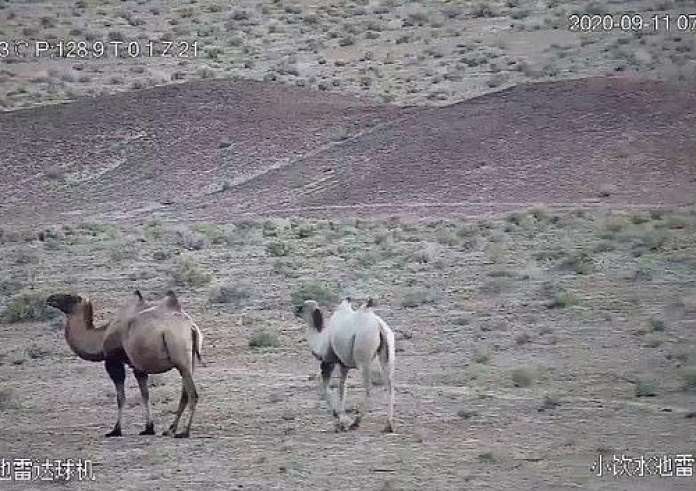 Σπάνιο βίντεο απαθανατίζει μια καμήλα – Αλμπίνο τη μοναδική στο είδος της