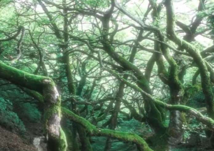 Μυστριώδες δάσος στην Ελλάδα με δέντρα που χορεύουν