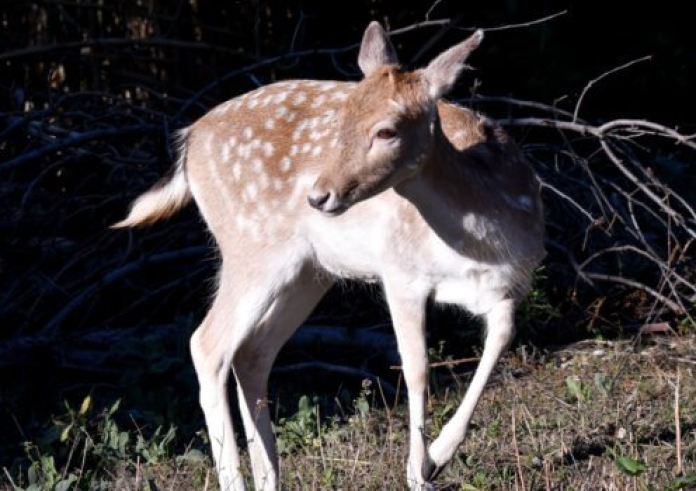 Ρόδος: Εκτέλεσαν με όπλο τρία ελάφια - Οργή για το συμβάν