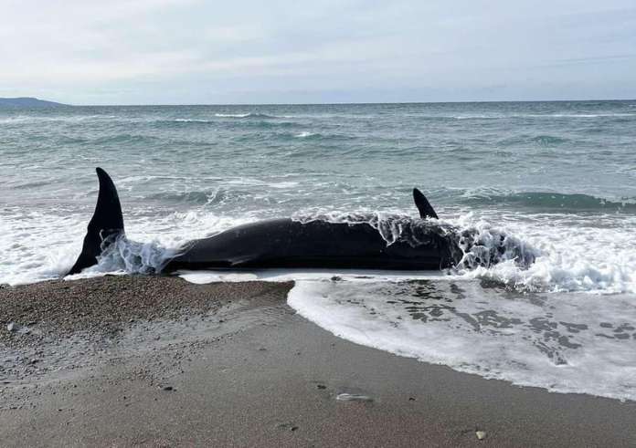 Κύπρος: Ξεβράστηκαν τέσσερις φάλαινες νεκρές - Πιθανή σύνδεση με τους σεισμούς σε Τουρκία και Συρία