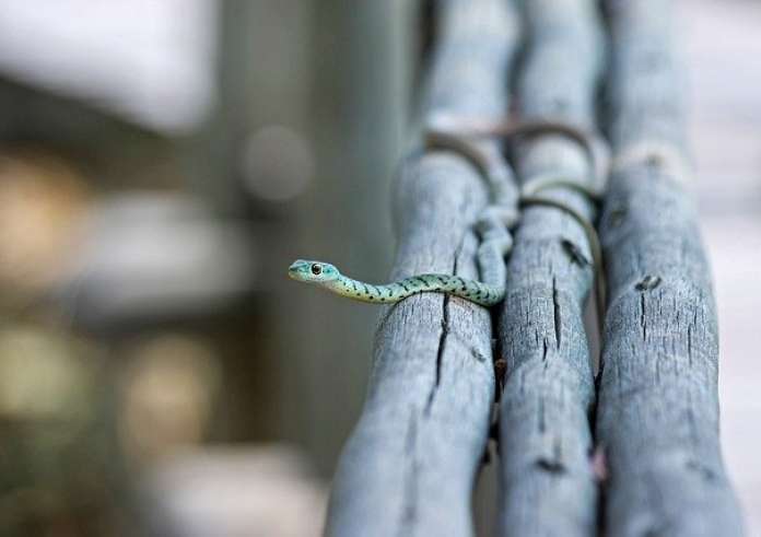 Βόλος: Φίδι ξεπρόβαλε από παρμπρίζ - Η οδηγός εγκατέλειψε το αυτοκίνητο