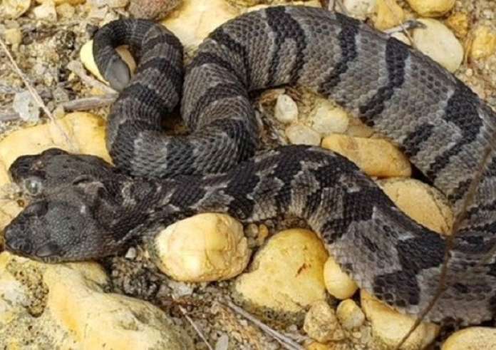 Βρέθηκε σπάνιο δικέφαλο φίδι στις ΗΠΑ: Έχει τέσσερα μάτια και δύο γλώσσες