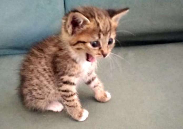 Συναγερμός για το παράσιτο της κακής κρίσης: τι πρέπει να ξέρεις