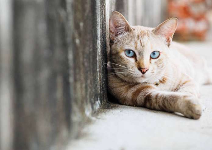 Επιθέσεις με οξύ σε γάτες καταγγέλουν φιλόζωοι στην Πάτμο – Προσοχή σκληρές εικόνες