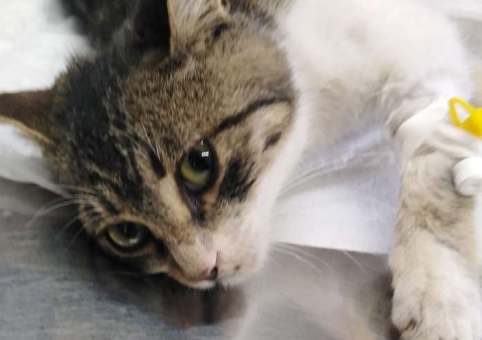 Σοκ στην Πέλλα: 73χρονος κακοποίησε γάτα μέχρι θανάτου – Συνελήφθη και οδηγείται στη Δικαιοσύνη