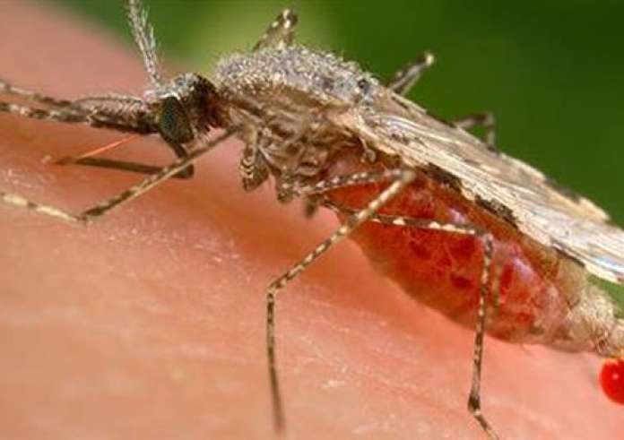 Δάγκειος πυρετός: Κόκκινος συναγερμός για επανεμφάνιση της ασθένειας μετά από 100 χρόνια