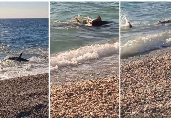 Αγιόκαμπος: Γιγάντιο ψάρι βγήκε στη στεριά και τρόμαξε τους λουόμενους