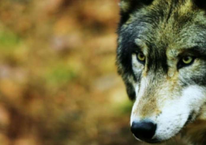 Ανησυχία από την εμφάνιση αρκούδων και λύκων σε αστικό ιστό