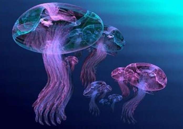 Πού έχει μωβ μέδουσες στην Ελλάδα – Live χάρτης για να ξέρεις ανά πάσα στιγμή