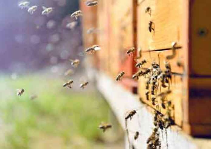 ΟΠΕΚΕΠΕ: Το μεγάλο κόλπο στη μελισσοκομία – Υπολογίζαμε 18 εκατ. και οι αιτήσεις έφτασαν τα 166
