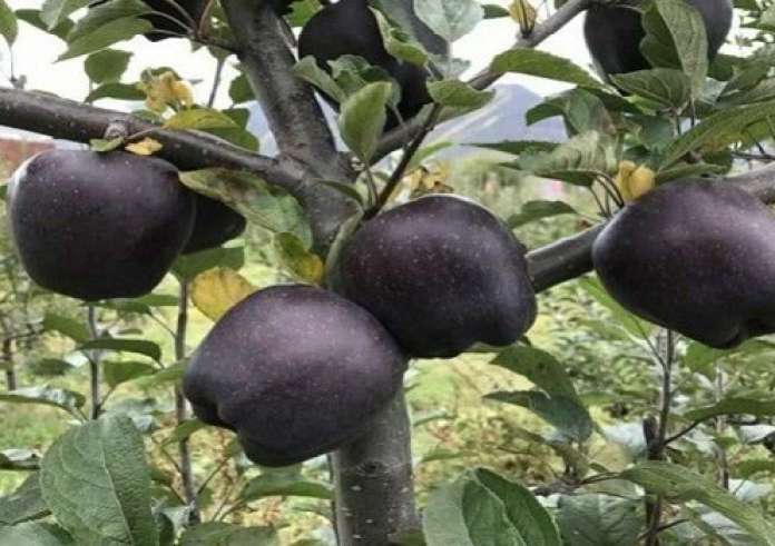 Τα σπάνια μαύρα μήλα που καλλιεργούνται σε ένα μόνο μέρος του κόσμου