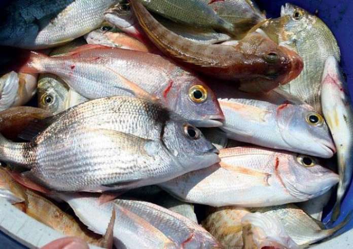 Επιχείρηση κατά του παρεμπορίου στις λαϊκές αγορές Πειραιά – Κατασχέθηκαν πάνω από 150 κιλά ψαριών