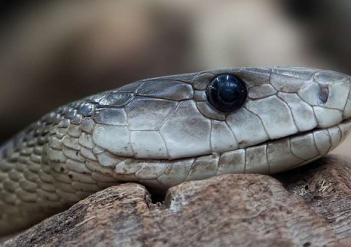 Εύβοια: Στην Εντατική 40χρονος από δάγκωμα οχιάς – Από ποια φίδια κινδυνεύουμε στην Ελλάδα