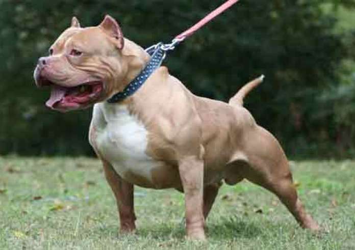 Ζάκυνθος: Ψυχοκοινωνική υποστήριξη στα σχολεία μετά την επίθεση πίτμπουλ στο 2χρονο παιδί