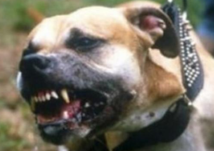 Θεσσαλονίκη: Άγρια επίθεση πίτμπουλ σε 55χρονη – Κατασπάραξε το σκυλάκι της