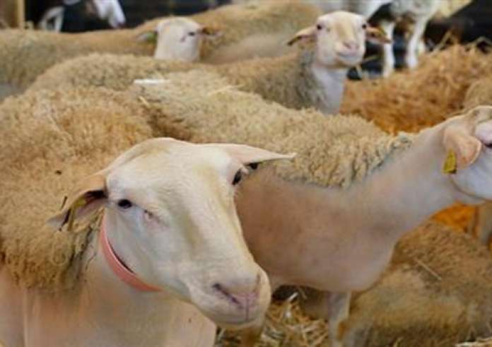 Απόκοσμο: Εκατοντάδες πρόβατα περπατούν σε κύκλο για 12 συνεχόμενες μέρες στην Κίνας;