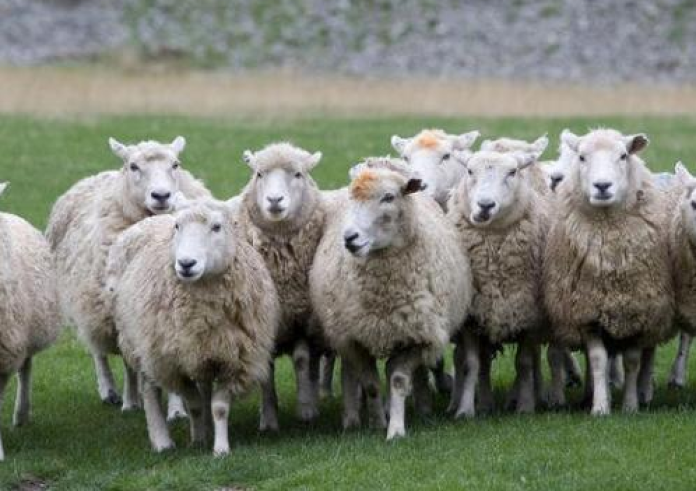 Σοβαρές απώλειες από την ευλογιά αιγοπροβάτων: Πάνω από 450.000 ζώα θανατώθηκαν σε όλη τη χώρα