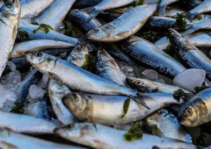 Νεκρά ψάρια: 4 μέτρα στήριξης των επιχειρήσεων στον Βόλο – Τι έδειξαν οι έλεγχοι στις παραλίες