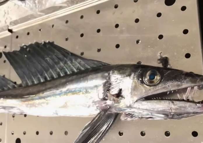 Ψάρι - κανίβαλος ξεβράστηκε σε ακτή της Καλιφόρνια
