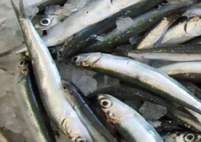 Γιατί πρέπει να τρώτε σαρδέλες σε κονσέρβα