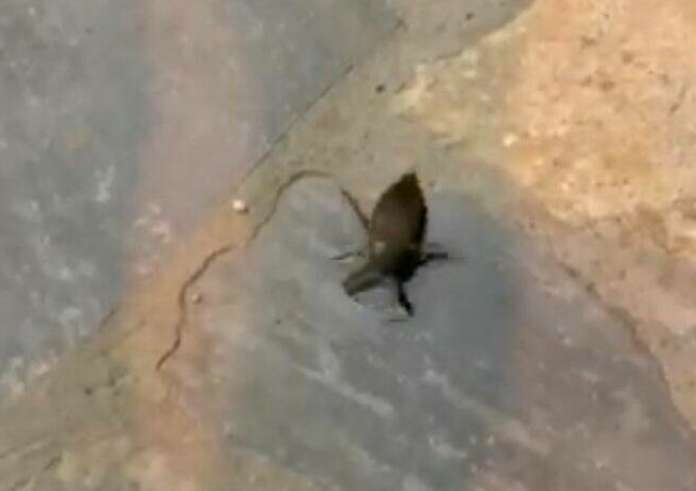 Δηλητηριώδες σκαθάρι τρόμαξε τον Πλαταμώνα – Κάτοικοι κατέγραψαν Λιθόκερο 10 εκατοστών
