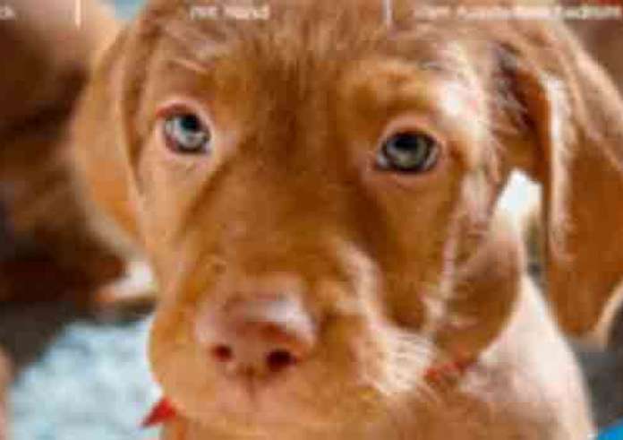 Κρέστενα: Έδεσαν τα πόδια ενός τυφλού σκύλου και τον πέταξαν σε ποτάμι