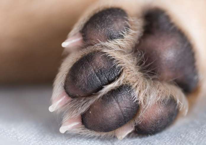 Αράχωβα: Αναπάντητα ερωτήματα για την κακοποίηση του σκύλου