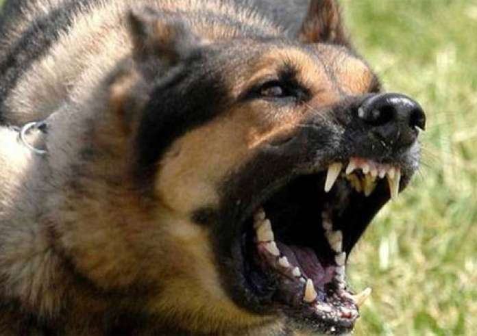 Παγκράτι: Ιερέας δέχτηκε άγρια επίθεση από δύο αδέσποτα σκυλιά