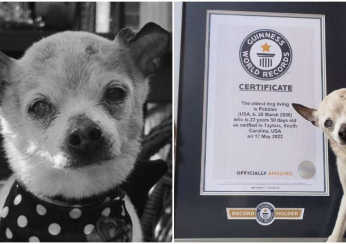 Πέθανε η σκυλίτσα Πεμπλς – Ήταν 22 χρονών, κατείχε το ρεκόρ του γηραιότερου σκύλου στον κόσμο