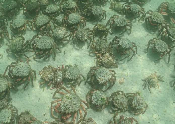 Βρετανία: Χιλιάδες καβούρια-αράχνες εμφανίστηκαν σε παραλία της Κορνουάλης