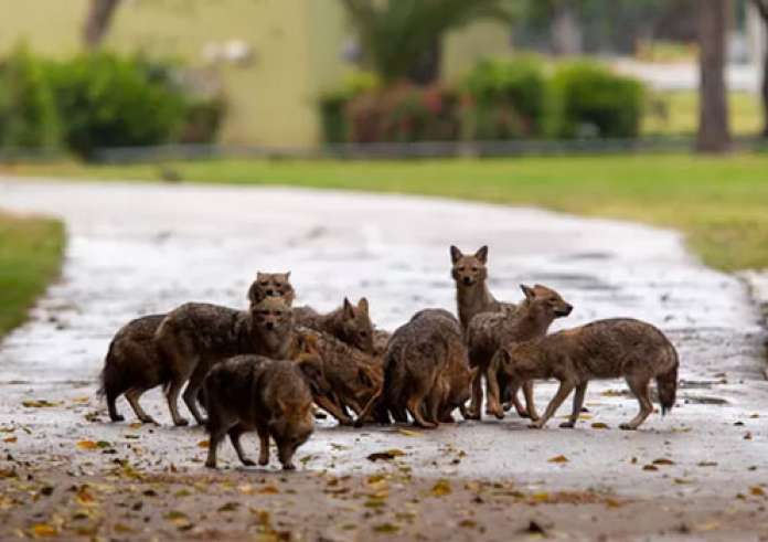 Τα περίεργα της καραντίνας: Τσακάλια κατέλαβαν ένα πάρκο που ερήμωσε