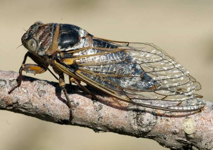 Τζιτζίκια: 8 εντυπωσιακά πράγματα που ίσως δεν γνωρίζες για τους τραγουδιστές του καλοκαιριού