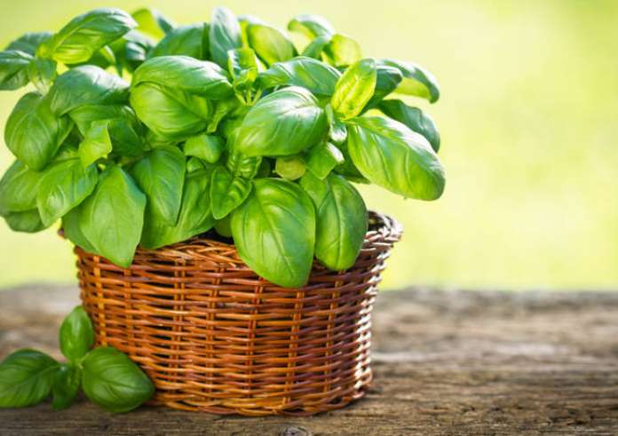 Πώς να φυτέψεις βασιλικό σε γλάστρα για υπέροχη μυρωδιά στο σπίτι;