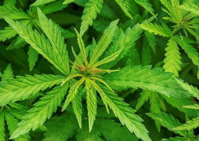 Ποιοι ανακάλυψαν πρώτοι το χασίς πριν από 2.500 χρόνια